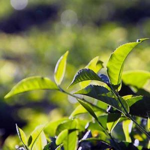theeplant-Camellia-sinensis